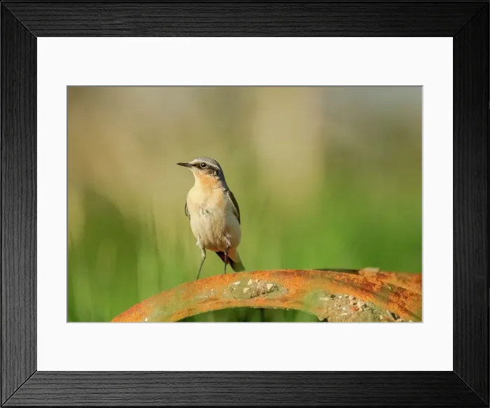 Framed Print : UK, Norfolk, (Northern) Wheatear (Oenanthe oenanthe) on farmland machinerybackground Framed Print : UK, Norfolk, (Northern) Wheatear (Oenanthe oenanthe) on farmland machinerybackground