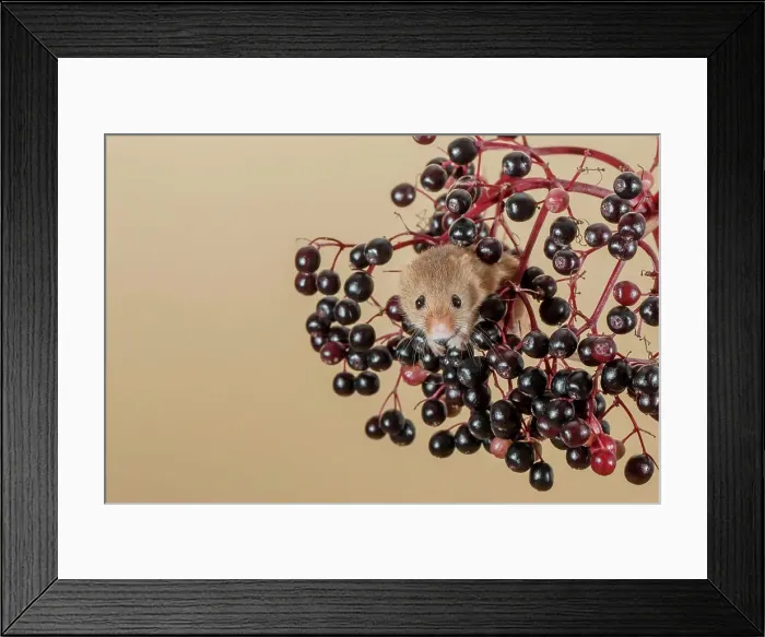 Framed Print : Eurasian harvest mouse (Micromys minutus) on Elderberry Framed Print : Eurasian harvest mouse (Micromys minutus) on Elderberry
