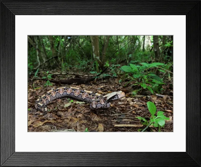 Framed Print : The Gaboon Adder (Bitis gabonica)