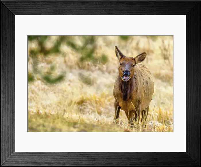 Framed Print : Elk in Yellowstone National Park in Wyoming, USA Framed Print : Elk in Yellowstone National Park in Wyoming, USA