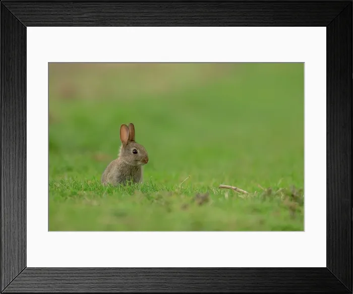 Framed Print : UK, Norfolk, Baby rabbit (Oryctolagus cuniculus) sitting on grass Framed Print : UK, Norfolk, Baby rabbit (Oryctolagus cuniculus) sitting on grass