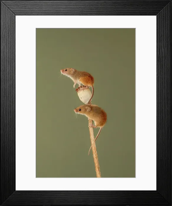 Framed Print : Pair of Eurasian harvest mouse (Micromys minutus) on Poppy seed head Framed Print : Pair of Eurasian harvest mouse (Micromys minutus) on Poppy seed head