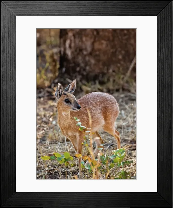 Framed Print : Sharpe's or Northern Grysbok (Raphicerus sharpei) near Punda Maria Camp Framed Print : Sharpe's or Northern Grysbok (Raphicerus sharpei) near Punda Maria Camp