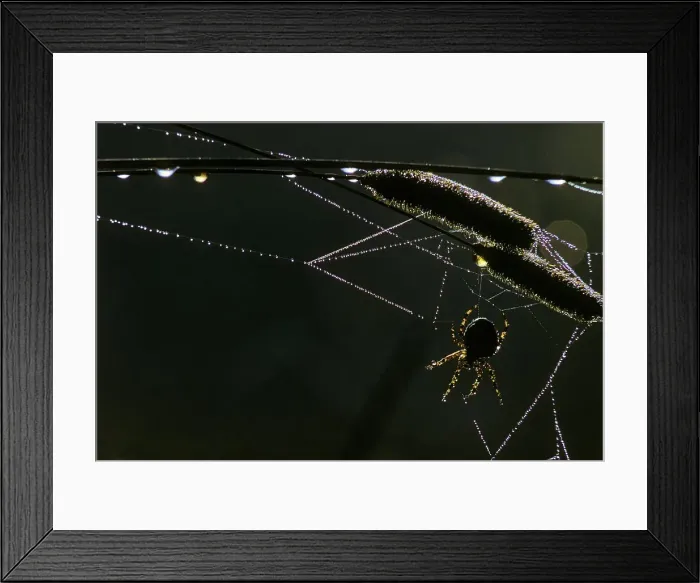 Framed Print : Canada, British Columbia, Vancouver Island