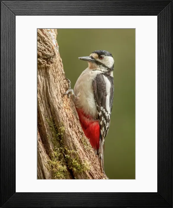 Framed Print : UK, Norfolk, Great Spotted Woodpecker (Dendriocopos major) on tree trunk Framed Print : UK, Norfolk, Great Spotted Woodpecker (Dendriocopos major) on tree trunk