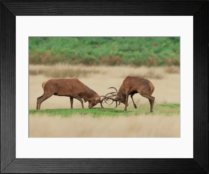 Framed Print : Red deer (Cervus elaphus) stags Rutting Framed Print : Red deer (Cervus elaphus) stags Rutting