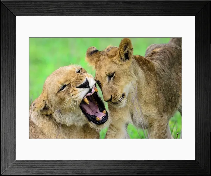 Framed Print : Lioness (Panthera leo) cub growling at a cub beacuse she doesn't want to be disturbed Framed Print : Lioness (Panthera leo) cub growling at a cub beacuse she doesn't want to be disturbed