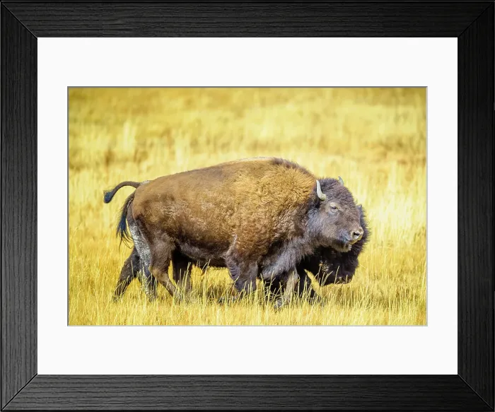 Framed Print : Bison in Yellowstone National Park in Wyoming, USA Framed Print : Bison in Yellowstone National Park in Wyoming, USA