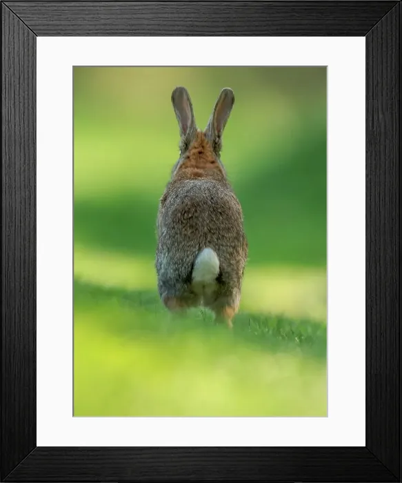 Framed Print : UK, Norfolk, Rabbit (Oryctolagus cuniculus) running Framed Print : UK, Norfolk, Rabbit (Oryctolagus cuniculus) running