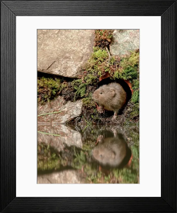 Framed Print : Water vole (Arvicola terrestris) on waters edge at den Framed Print : Water vole (Arvicola terrestris) on waters edge at den