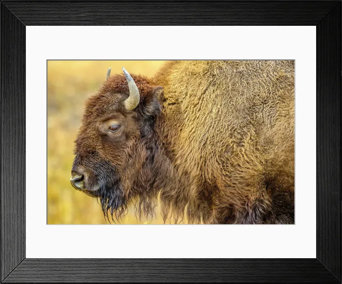 Framed Print : Bison in Yellowstone National Park in Wyoming, USA Framed Print : Bison in Yellowstone National Park in Wyoming, USA