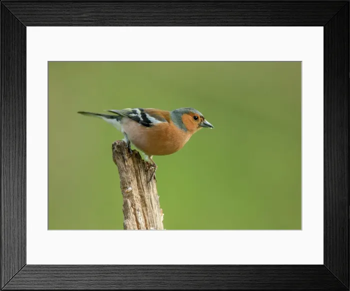 Framed Print : UK, Norfolk, Chaffinch(Fringilla coelebs) on perch Framed Print : UK, Norfolk, Chaffinch(Fringilla coelebs) on perch