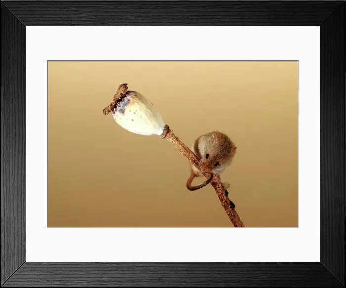 Framed Print : Eurasian harvest mouse (Micromys minutus) on Poppy seed head Framed Print : Eurasian harvest mouse (Micromys minutus) on Poppy seed head