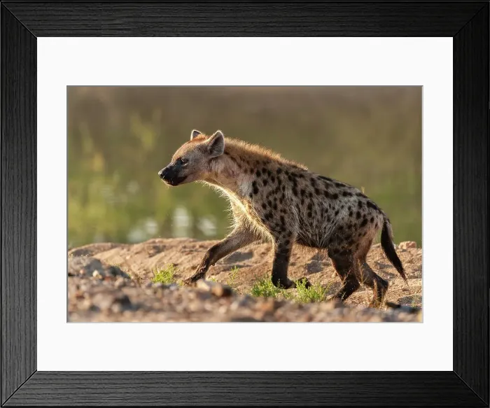 Framed Print : Spotted hyena (Crocuta crocuta) running