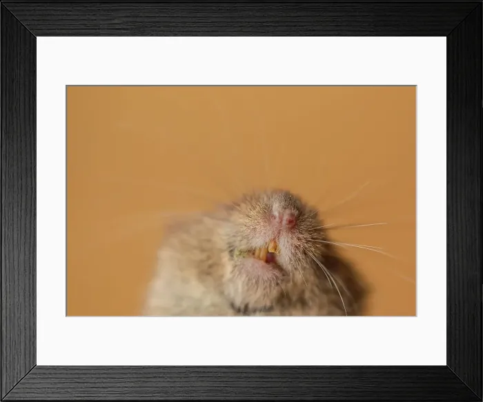 Framed Print : UK, Norfolk, Close-up of Common Vole (Microtus arvalis) Framed Print : UK, Norfolk, Close-up of Common Vole (Microtus arvalis)