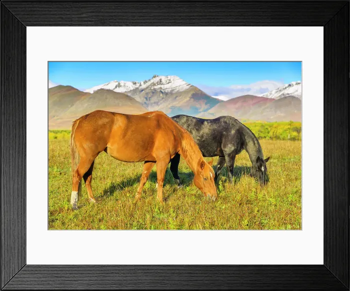 Framed Print : Horse ranch in Alberta foothills country, Canada Framed Print : Horse ranch in Alberta foothills country, Canada