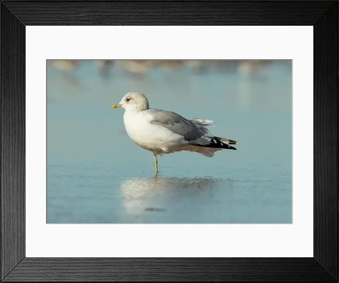 Framed Print : Close-up of a Common gull (Larus canus canus) in a pond Framed Print : Close-up of a Common gull (Larus canus canus) in a pond