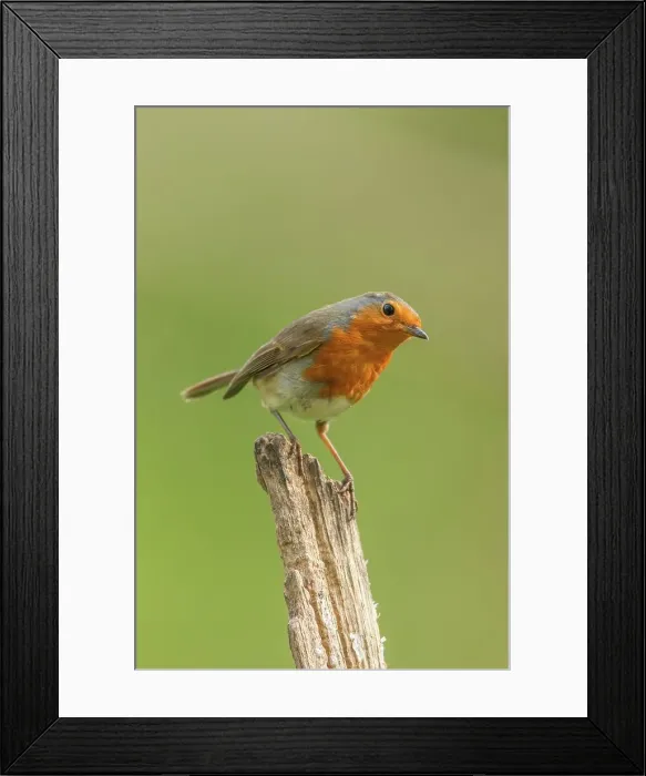 Framed Print : UK, Norfolk, Robin (European Eritharcus rubercula) perching on branch