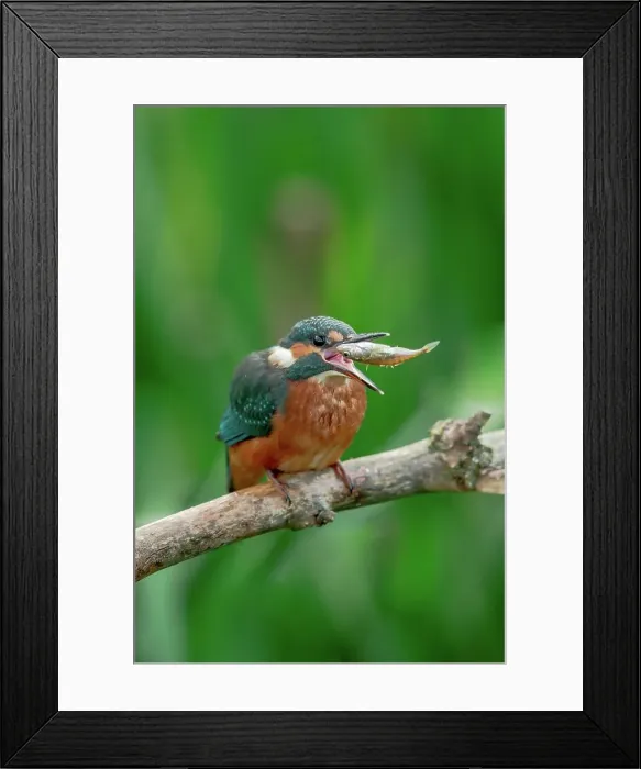 Framed Print : Juvenile Common kingfisher (Alcedo atthis) swallowing a fish Framed Print : Juvenile Common kingfisher (Alcedo atthis) swallowing a fish