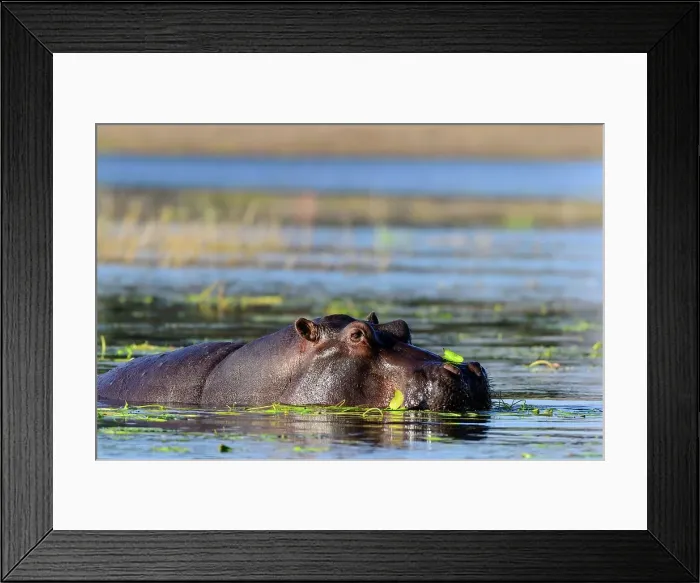 Framed Print : Hippopotamus (Hippopotamus amphibius) Framed Print : Hippopotamus (Hippopotamus amphibius)