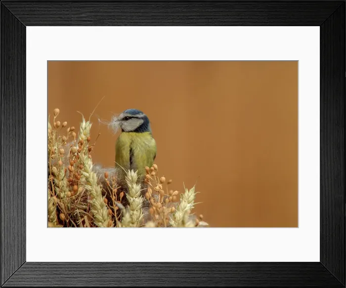 Framed Print : UK, Norfolk, Blue Tit (purus caeruleus) collecting nesting materials Framed Print : UK, Norfolk, Blue Tit (purus caeruleus) collecting nesting materials