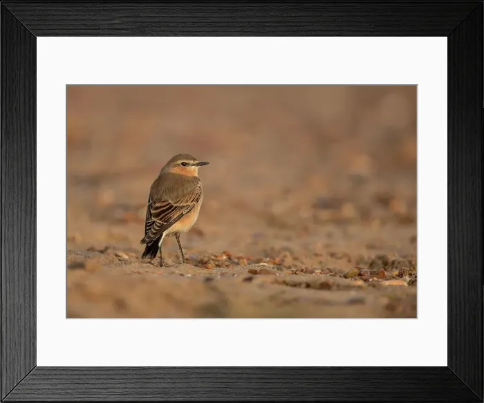 Framed Print : Northern Wheatear (Oenanthe oenanthe) female on beach Framed Print : Northern Wheatear (Oenanthe oenanthe) female on beach