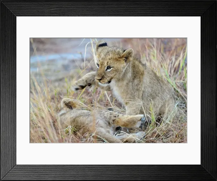 Framed Print : Lion (Panthera leo) cubs playing Framed Print : Lion (Panthera leo) cubs playing