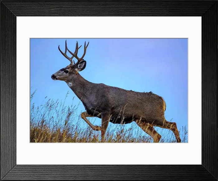 Framed Print : Black Tail Deer buck, Alberta Canada Framed Print : Black Tail Deer buck, Alberta Canada