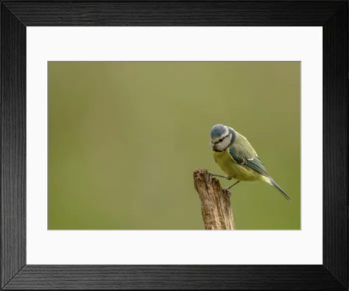 Framed Print : UK, Norfolk, Blue Tit (Purus caeruleus) on tree branch Framed Print : UK, Norfolk, Blue Tit (Purus caeruleus) on tree branch