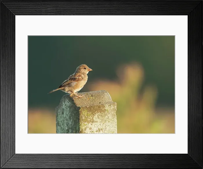 Framed Print : House sparrow (Passer domesticus) perching on fence post Framed Print : House sparrow (Passer domesticus) perching on fence post