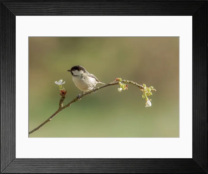 Framed Print : UK, Norfolk, Coal Tit (Parus aer) perching on cherry blossom twig Framed Print : UK, Norfolk, Coal Tit (Parus aer) perching on cherry blossom twig