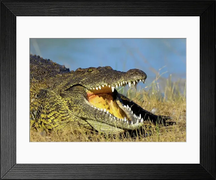 Framed Print : Nile crocodile or common crocodile (Crocodylus niloticus) Framed Print : Nile crocodile or common crocodile (Crocodylus niloticus)