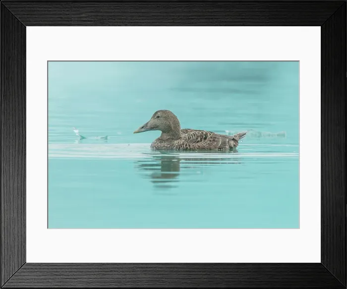Framed Print : Female Common Eider duck (Somateria mollissima) swimming in glacial water Framed Print : Female Common Eider duck (Somateria mollissima) swimming in glacial water