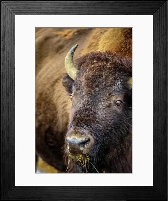 Framed Print : Bison in Yellowstone National Park in Wyoming, USA