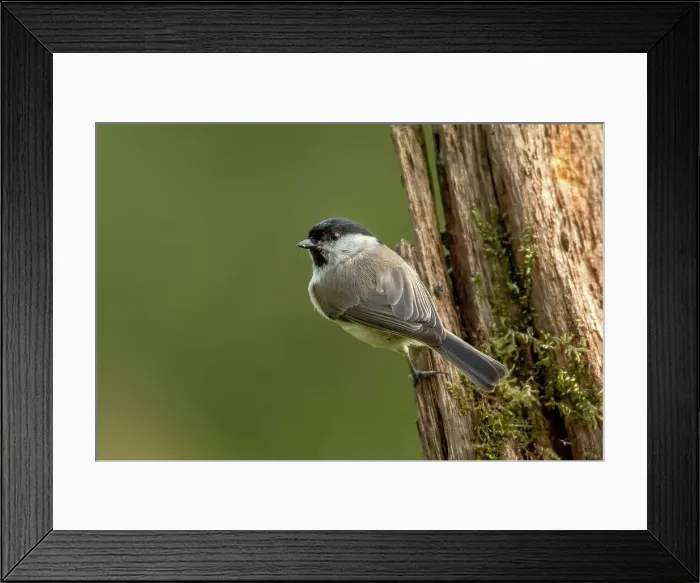 Framed Print : UK, Norfolk, Marsh Tit (Poecile palustris) perching on tree trunk