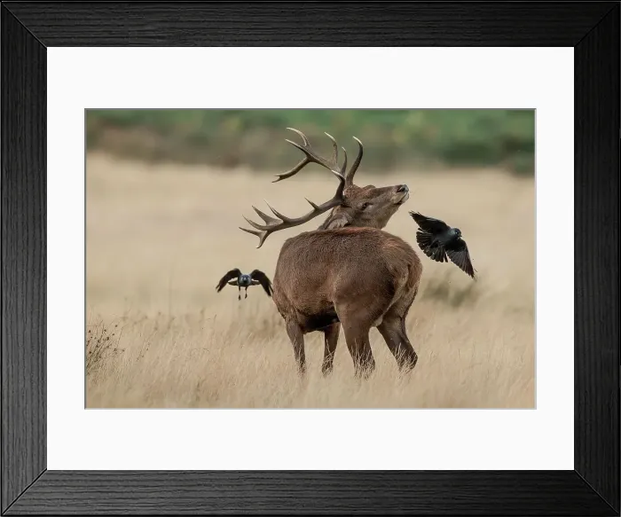 Framed Print : Male Red deer (Cervus elaphus) mobbed by Jackdaws (Corvus monedula) in long grass Framed Print : Male Red deer (Cervus elaphus) mobbed by Jackdaws (Corvus monedula) in long grass