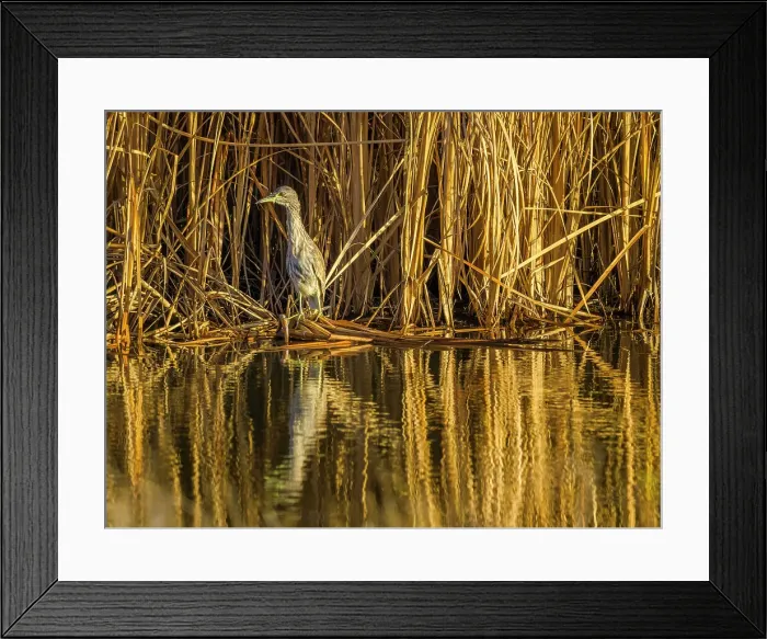 Framed Print : Juvinial Black-Crowned Night Heron on Maui Hawaii