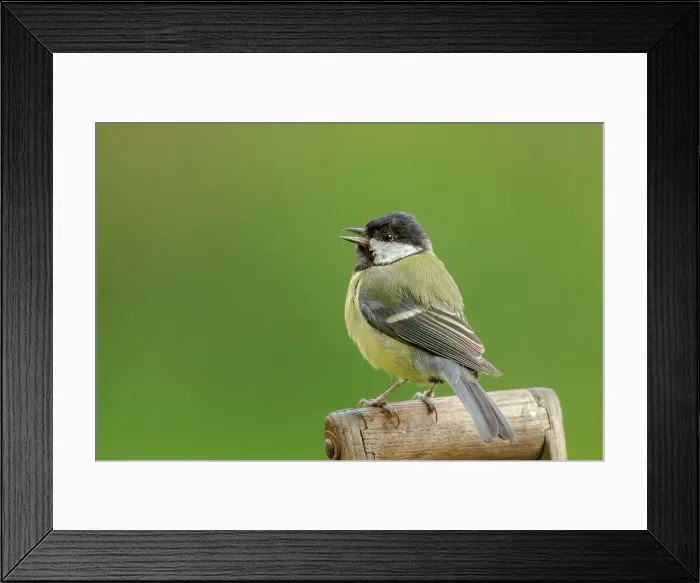 Framed Print : UK, Norfolk, Great Tit (Parus major) garden fork handle Framed Print : UK, Norfolk, Great Tit (Parus major) garden fork handle