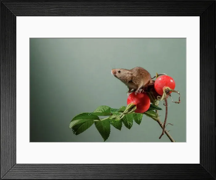 Framed Print : Eurasian harvest mouse (Micromys minutus) on Japanese rosehips Framed Print : Eurasian harvest mouse (Micromys minutus) on Japanese rosehips