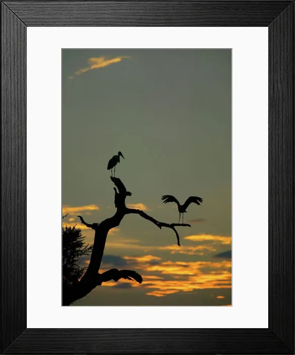 Framed Print : Marabou stork. Leptoptilos crumeniferus Framed Print : Marabou stork. Leptoptilos crumeniferus