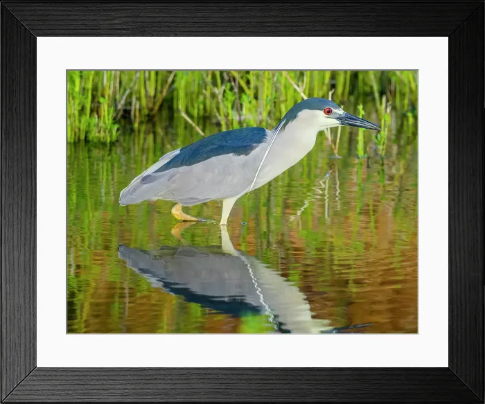 Framed Print : Black-Crowned Night Heron on Maui Hawaii Framed Print : Black-Crowned Night Heron on Maui Hawaii