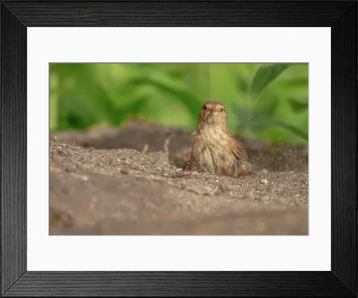 Framed Print : UK, Norfolk, Wren (Troglodytodes troglodytodes) having dust bath