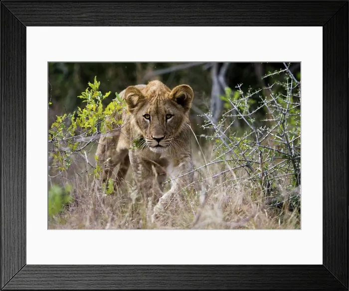 Framed Print : A Lion (Panthera leo) pride found this Giraffe (Giraffa camelopardalis) and her calf (the calf had a broken leg)