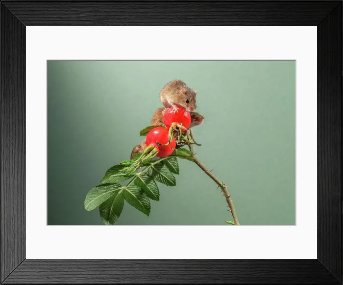 Framed Print : Eurasian harvest mice (Micromys minutus) on Japanese rosehips Framed Print : Eurasian harvest mice (Micromys minutus) on Japanese rosehips