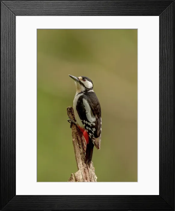 Framed Print : UK, Norfolk, Great Spotted Woodpecker (Dendrocopos major) on branch Framed Print : UK, Norfolk, Great Spotted Woodpecker (Dendrocopos major) on branch