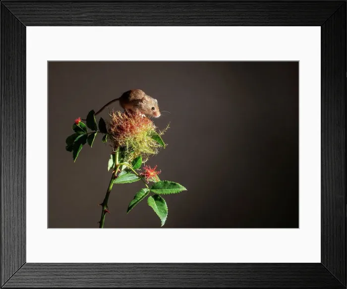 Framed Print : Eurasian harvest mouse (Micromys minutus) on Wild Dog Rose Framed Print : Eurasian harvest mouse (Micromys minutus) on Wild Dog Rose