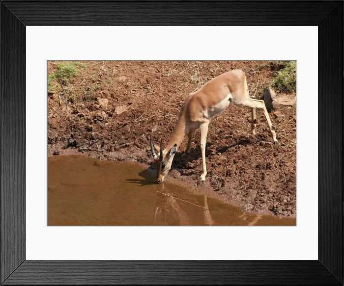 Framed Print : Impala Aepyceros malampus} drinking in the Luvuvhu River at Pafuri Framed Print : Impala Aepyceros malampus} drinking in the Luvuvhu River at Pafuri