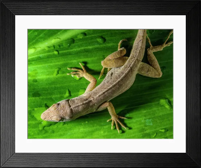 Framed Print : Gekko on Kauai Framed Print : Gekko on Kauai