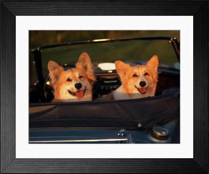 Framed Print : Pembroke Welsh Corgis, AKC Framed Print : Pembroke Welsh Corgis, AKC