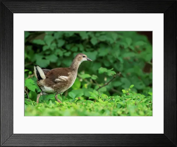 Framed Print : Common moorhen (Gallinula chloropus) juvenile on hedge top Framed Print : Common moorhen (Gallinula chloropus) juvenile on hedge top